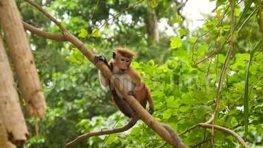 丛林热带雨林中野生猴子爬树吃水果的4k视频